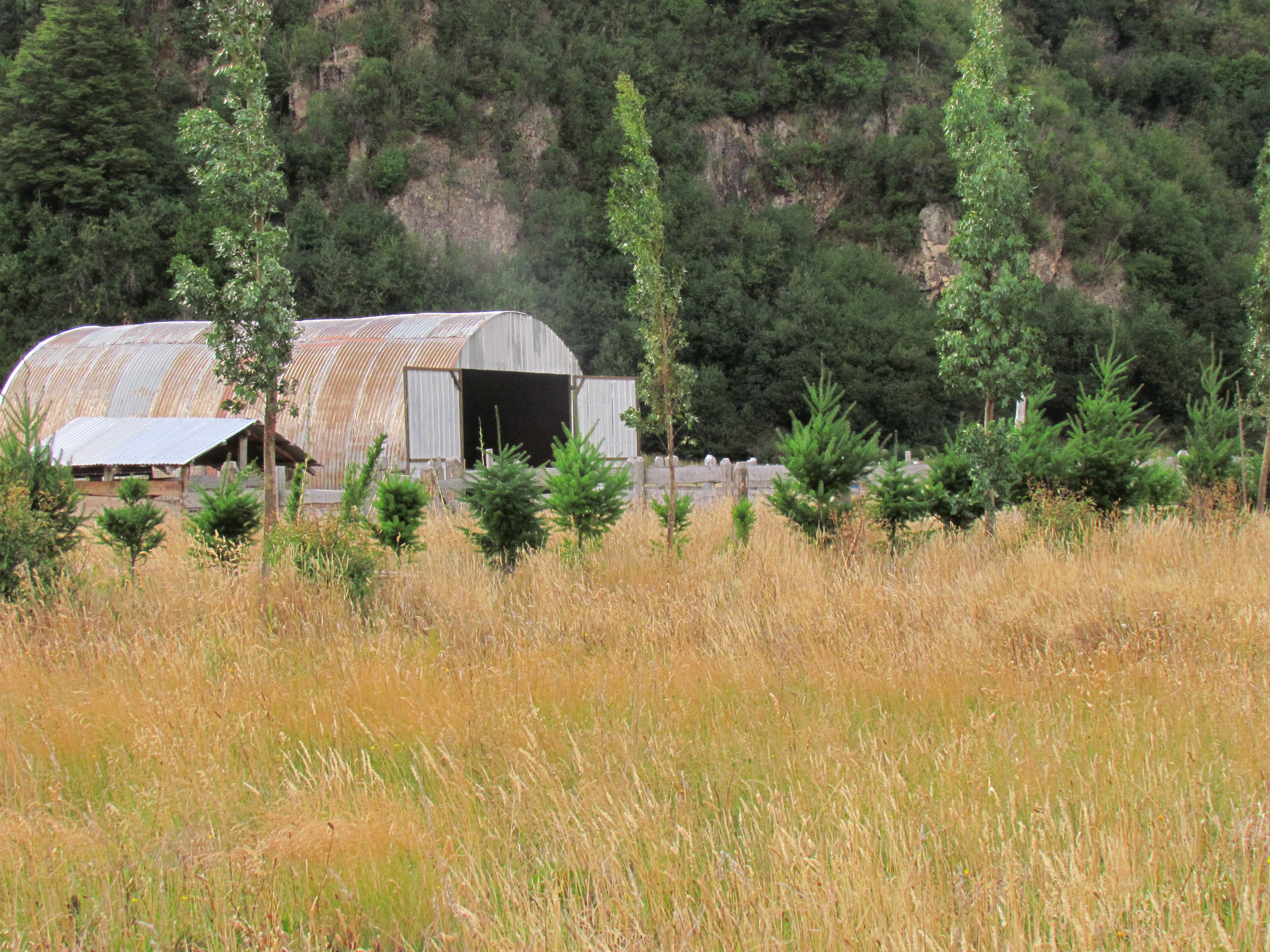 Galpón y primeros pinos del Fundo La Pampita, 2014, Manihuales, Aysén